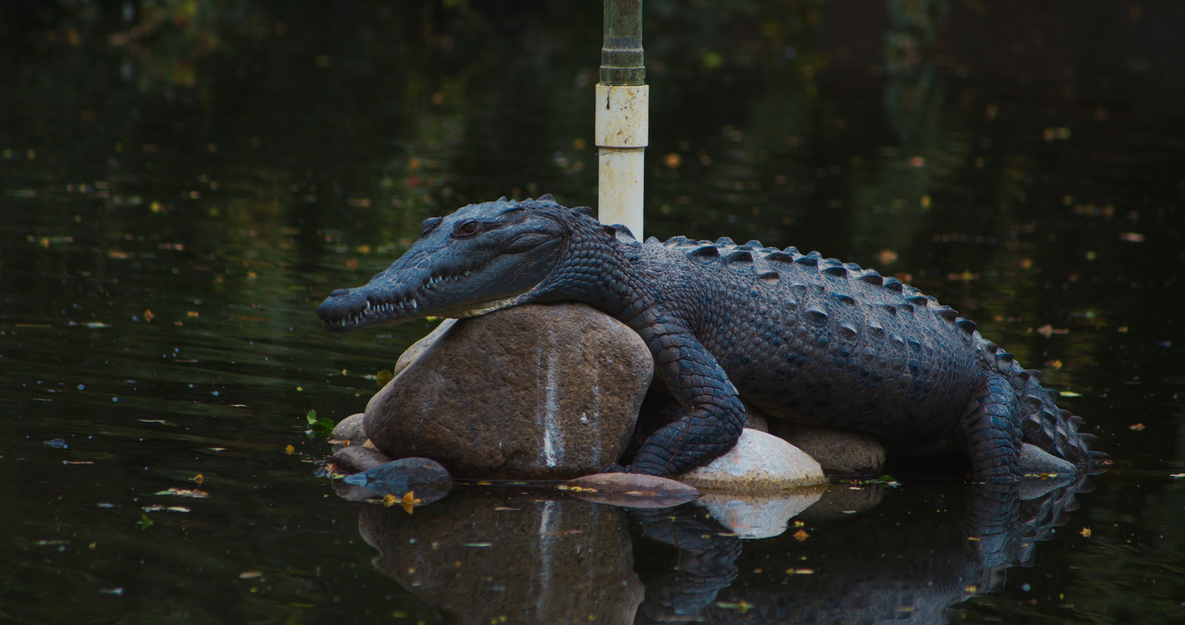 imagen de cocodrilo arriba de una piedra en el lago del cucosta