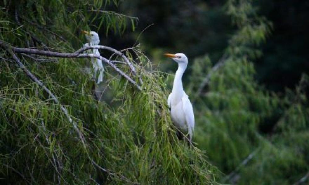 Humedales de la región son hábitat de aves migratorias