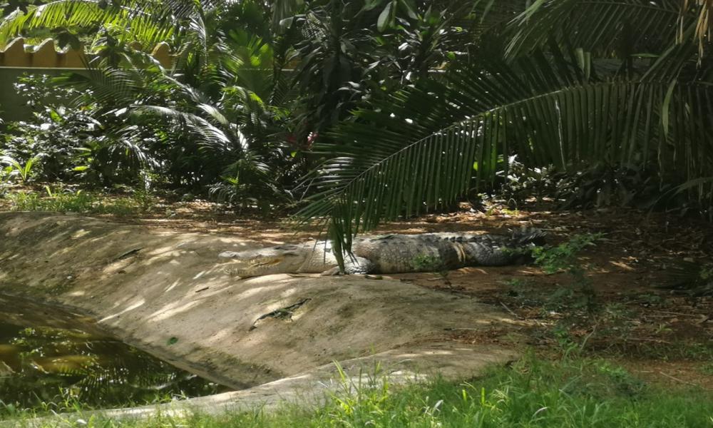 Participa CUCosta en monitoreo de cocodrilo de río que patrocina CONABIO