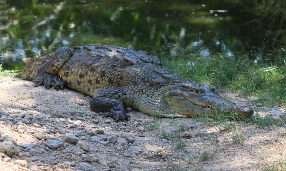Más de 20 años de conservación de reptiles en la UMA Cipactli