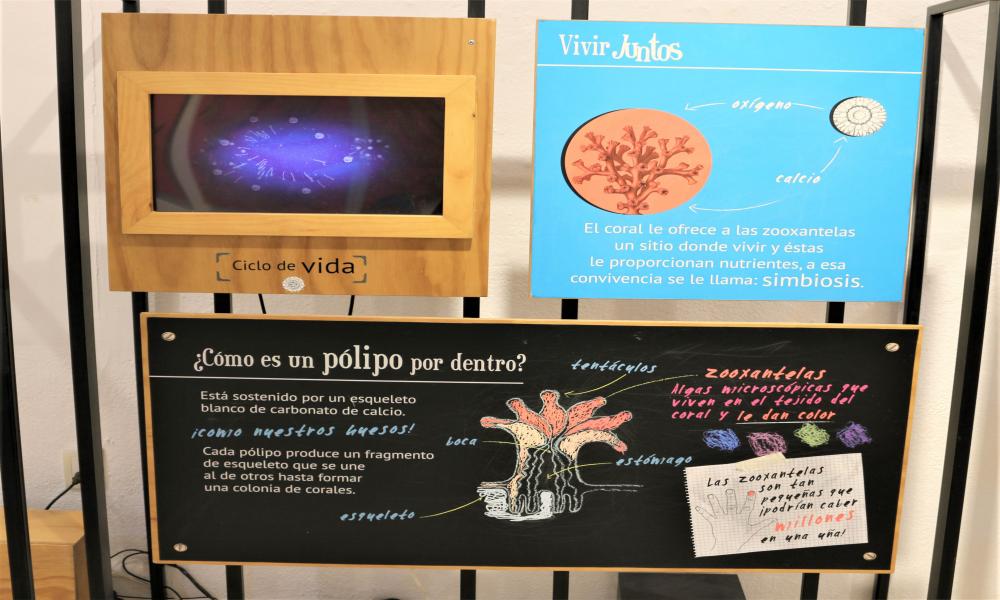 Inauguran Exposición ¡Vive el Arrecife! en CUCosta