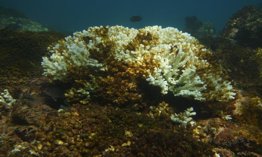 El impacto del huracán “Roslyn” causó daños en un 95 % del coral Islas Marietas