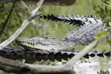 Aumentan crueldad y frecuencia en ejecuciones de cocodrilos en Vallarta y Bahía de Banderas